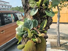 -台山黑沙湾海浴场