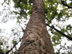 -上海佘山国家森林公园天马山园