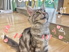 -十年猫舍·猫咪专门店(普陀店)