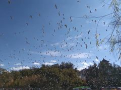 -喵屿·大理花园猫咖