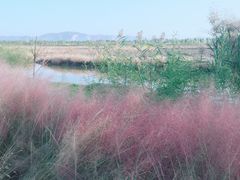 -漩门湾国家湿地公园