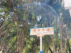 -武汉大学-樱园