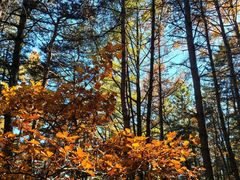 -帽儿山国家森林公园