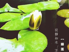 -西安青龙寺遗址景区
