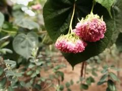 -呀路古热带植物园