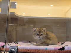 -柚子猫舍·精品猫舍购猫·猫咪认养·购宠·宠物店