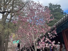 -潭柘寺景区