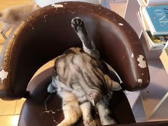 -Cappucimeow猫咪咖啡馆(韦伯时代店)