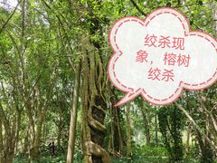 -中国科学院西双版纳热带植物园