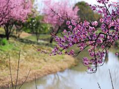 -花开海上生态园