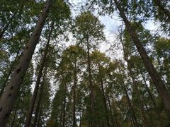 -黄海国家森林公园