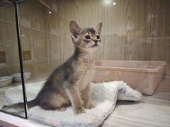 -屋虎猫馆(宝安大仟里店)