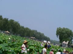 -白洋淀景区