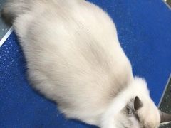 -客栈猫舍(中央北路店)