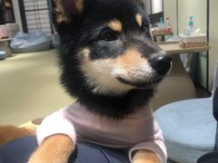 -逗柴咖啡屋·狗咖猫咖宠物桌游