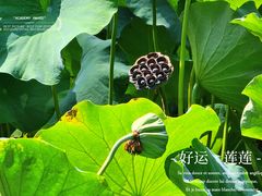 -四川大学(华西校区)