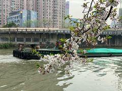 -运河游船(武林门码头)