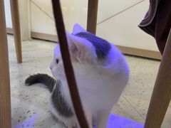 -喵园·猫主题咖啡厅·撸猫·猫咖(国贸店)