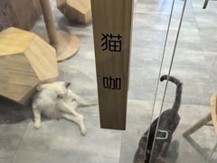 -楼上猫咖(罗湖店)