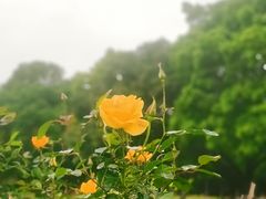-东莞植物园