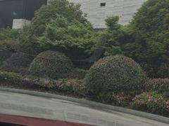 -上海崇明金茂凯悦酒店