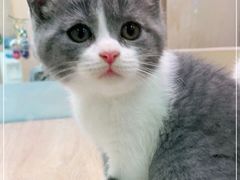 -BABIT巴比特宠物(MOMOPARK店)