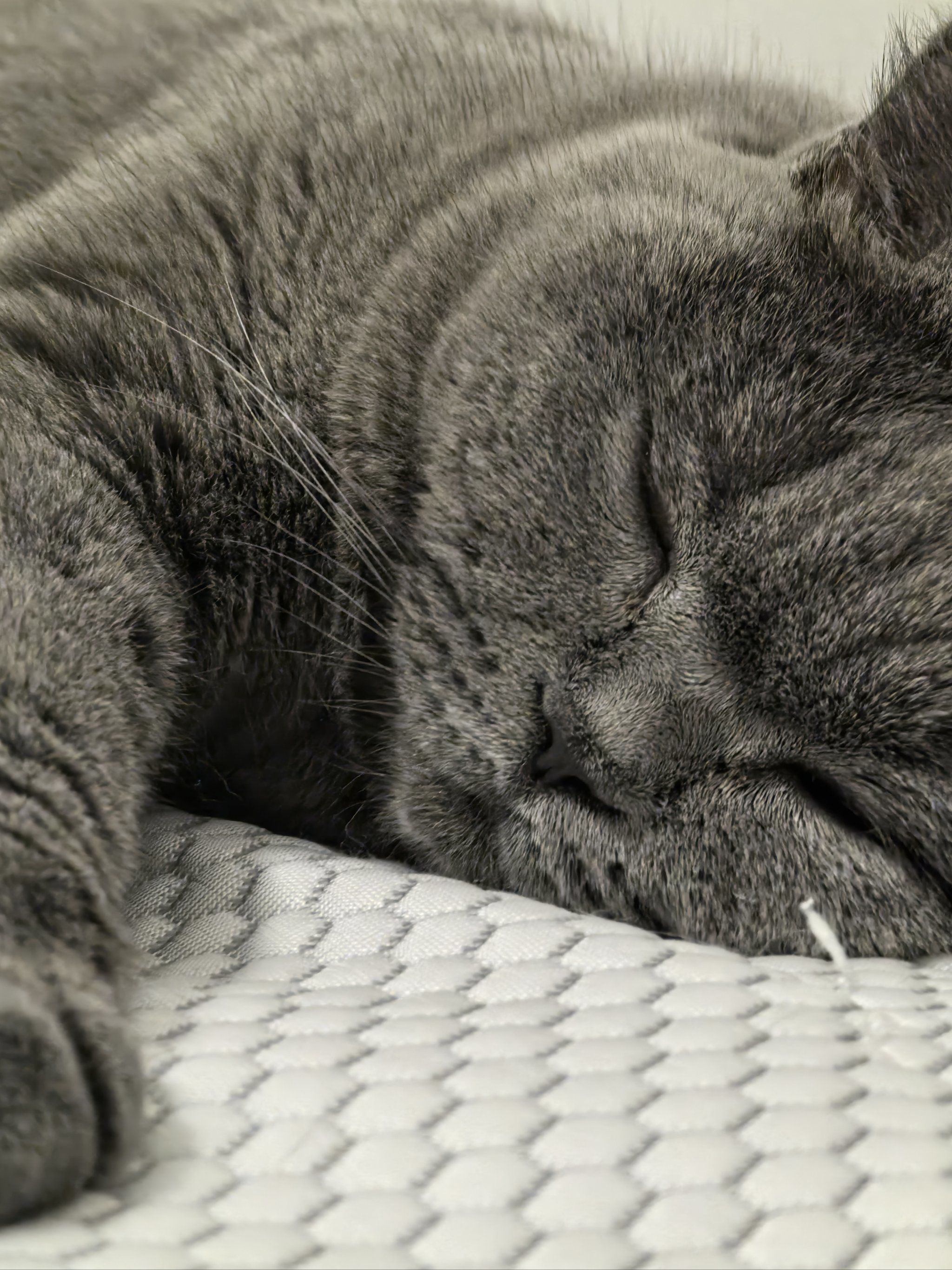 懒猫日记:睡觉ing