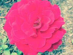 iphone_upload_pic-北戴河集发农业梦想王国