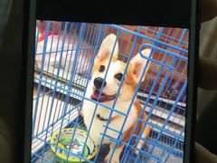 -爱侣宠医·鹦鹉专科·小型哺乳类·异宠专科(灵石路店)