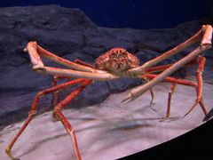 -新加坡海洋生态馆