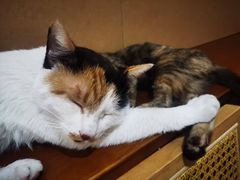 -大象厨房(重庆道店)