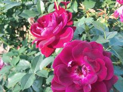 -人民公园(罗湖区)