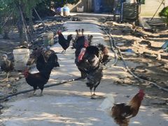 -不觉晓CAMPING(上海迪士尼营地店)