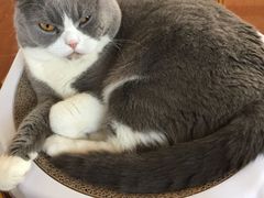 -Catmate·猫肥家润(金润铂宫店)