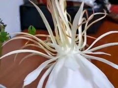 -上海市龙华烈士陵园