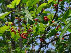 -樱桃山旅游景区