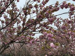 -高东镇樱花园