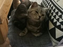 猫-海边的猫和咖啡馆