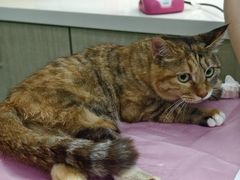 -北京观赏动物医院·24小时大型综合·猫专科·异宠专科