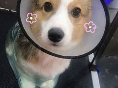 -宠宠熊宠物美容(星湖街店)