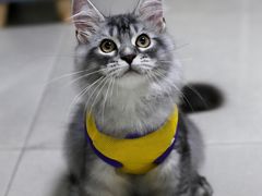 -lincat·猫舍(广州店)