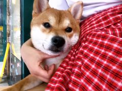 -柴源莊·柴小宠柴犬咖啡