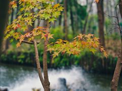 -合肥滨湖国家森林公园