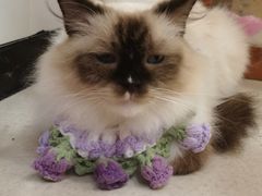 -共舞时光猫咖·狗咖(新街口店)