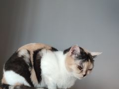 -Cappucimeow猫咪咖啡馆(韦伯时代店)