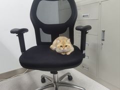 -天使宠物医院·犬猫分诊(彩虹店)