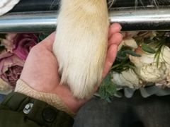 -北京观赏动物医院·24小时大型综合·猫专科·异宠专科