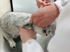 -申普宠物医院·眼科·心内科·影像科(普陀分院)