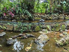 -海南热带野生动植物园