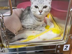 -纳吉亚猫专科动物诊疗中心(蒋宅口分院)